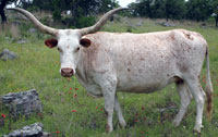Jackie Lynn 2916, a registered Texas Longhorn cow