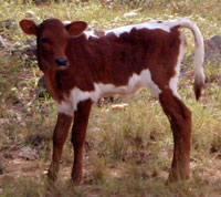 Jackie Lynn's calf 2009