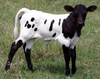 Photo of D-H Kickapoo, registered Texas Longhorn heifer