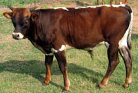 D-H Lakhota