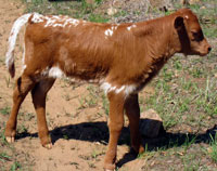 D-H Magnum