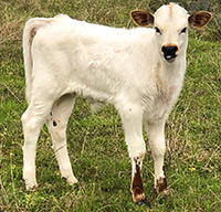 D-H Mary's Mirror's 2019 calf