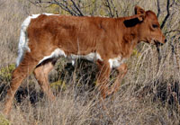 D-H Mesquite