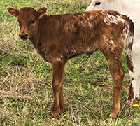 D-H Midnight's 2018 calf