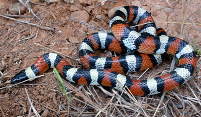 Lampropeltis triangulum