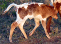 Mountain Shadow's 2011 calf