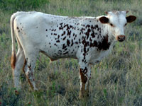 Mountain Shadow Calf 2009