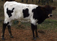 D-H Mountain Shadow's 2012 calf, Jan 2013