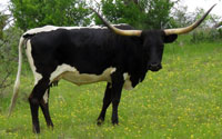 D-H Negra Modelo