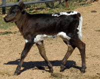 D-H Negra Modelo's 2016 claf