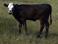 D-H Negra Modelo's 2013 calf