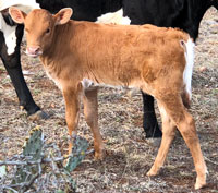 D-H Negra Modelo's 2018 calf