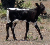 D-H Niobe's 2011 calf