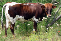 D-H Niobe