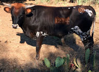 D-H Niobe's 2014 calf