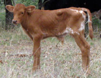 Peach Blossom's 2011 calf