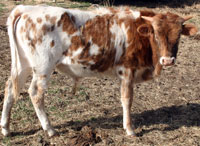 Peach Blossom's 2013 calf