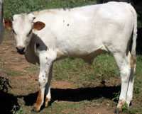 Peach Blossom 2010 calf