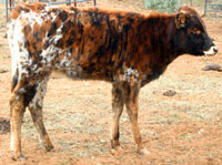 Peach Blossom's 2014 calf