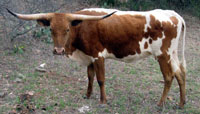 D-H Pinto Springs