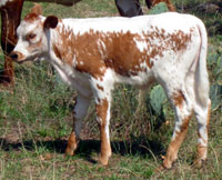D-H Pinto Springs' 2010 calf