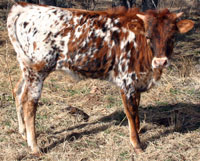 Prairie Dancer's 2013 calf