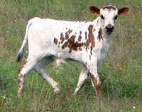 Prairie Dancer's 2010 calf