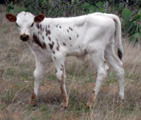 Pretty Girl's 2011 calf