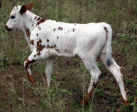 Pretty Girl's 2010 calf