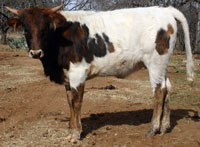 Pretty Girl's 2013 calf