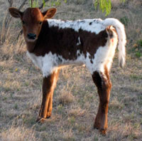 Primavera's 2011 calf