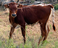 D-H Primavera's Calf 2009