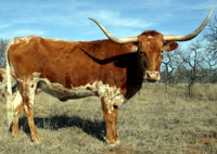 D-H Red Dawn, a registered Texas Longhorn cow