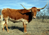 D-H Red Dawn, a registered Texas Longhorn cow