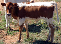 D-H Riata