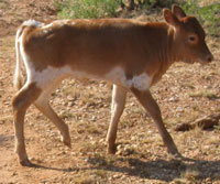 D-H Rita's 2011 calf