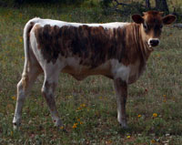 D-H Rita's 2013 Calf