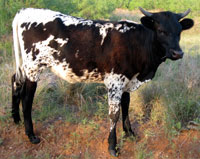D-H Sendero