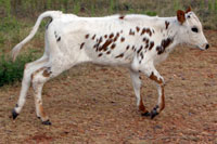 D-H Sendero Calf 2009