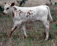 Shonuff's 2011 calf