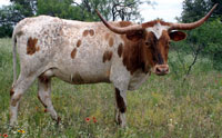 Photo of D-H Shonuff, a registered Texas Longhorn cow