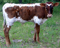 D-H Shonuff's calf, photo 5/5/05