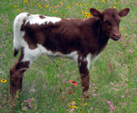 D-H Shonuff's 2010 calf