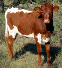 D-H Shonuff 2010 calf