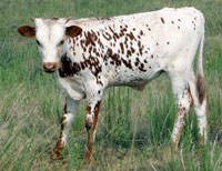D-H Sonora's calf 2009