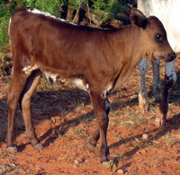 D-H Sonora's 2011 calf