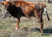 D-H Sunoyi's 2015 calf