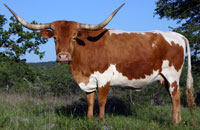 Sweet Donna, a registered Texas Longhorn cow