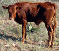Sweet Donna's 2010 calf