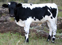 Photo of D-H Thunderhead, registered Texas Longhorn bull